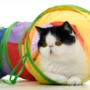 Cat Tunnel Tube Foldable Cat Toys Kitty Training Interactive 3