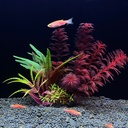 Artificial Aquarium Decor Plants Plastic Aquatic Plants Unde 4