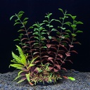 Plantes artificielles de décoration d'aquarium plantes aquatiques en